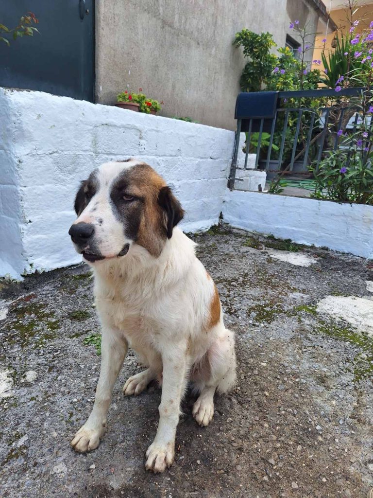 Λαμία: Χάθηκε ο Πέρσης