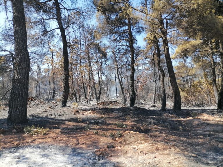 Αρνητική πρωτιά για τη χώρα μας: Πάνω από 1,6 εκατ. τα καμένα στρέμματα