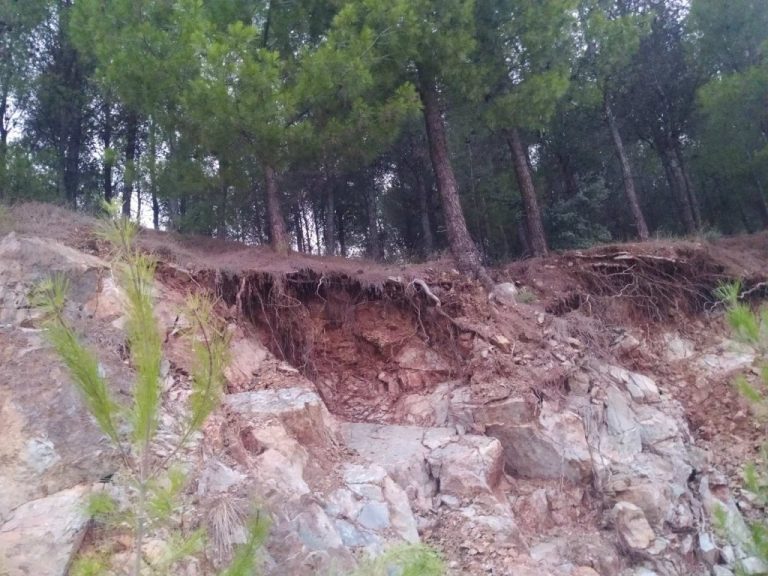 Λαμία: Προβληματισμός για τα δέντρα που βρίσκονται σχεδόν στον… αέρα!