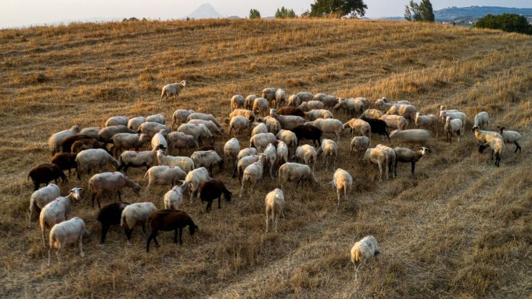 Ανησυχία στους κτηνοτρόφους και της Στερεάς Ελλάδας για τα κρούσματα πανώλης σε αιγοπρόβατα