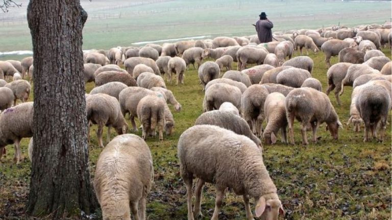 Στερεά Ελλάδα: Εντοπίστηκε το πρώτο κρούσμα ευλογιάς των αιγοπροβάτων