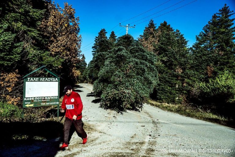 Φθιώτιδα : Από 5.000 – 7.000 ελατόδεντρα θα κοπούν φέτος στην Μερκάδα – ΒΙΝΤΕΟ