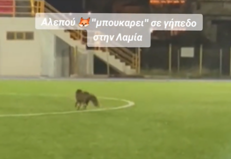Αλεπού έκανε “ντου” σε γήπεδο της Λαμίας και χόρεψε… πιρουέτες στο κέντρο – ΔΕΙΤΕ ΤΟ ΒΙΝΤΕΟ