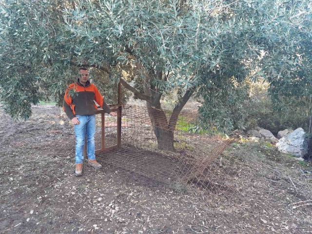 Παγίδα για Αγριόχοιρους στις Θερμοπύλες Αποκαλύπτει τη Δράση Λαθροκυνηγών – ΔΕΙΤΕ ΦΩΤΟΓΡΑΦΙΕΣ