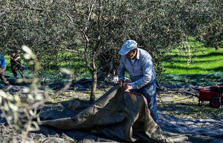 Φθιώτιδα : Το λάδι χρυσάφι στο ράφι, ψίχουλα στον παραγωγό! Από… 4.80 € εκτοξεύεται ως τα 15€ (Aud)