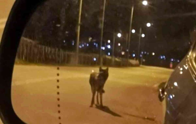 Ανησυχία σε Κομποτάδες και Μεξιάτες εμφανίστηκαν λύκοι (Aud)