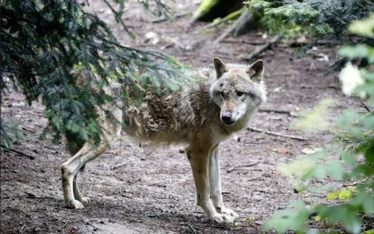 Στυλίδα: Κυνηγοί σε “συναγερμό” έχασαν σκύλους από λύκους και… ανησυχούν για το καλοκαίρι! (Aud)